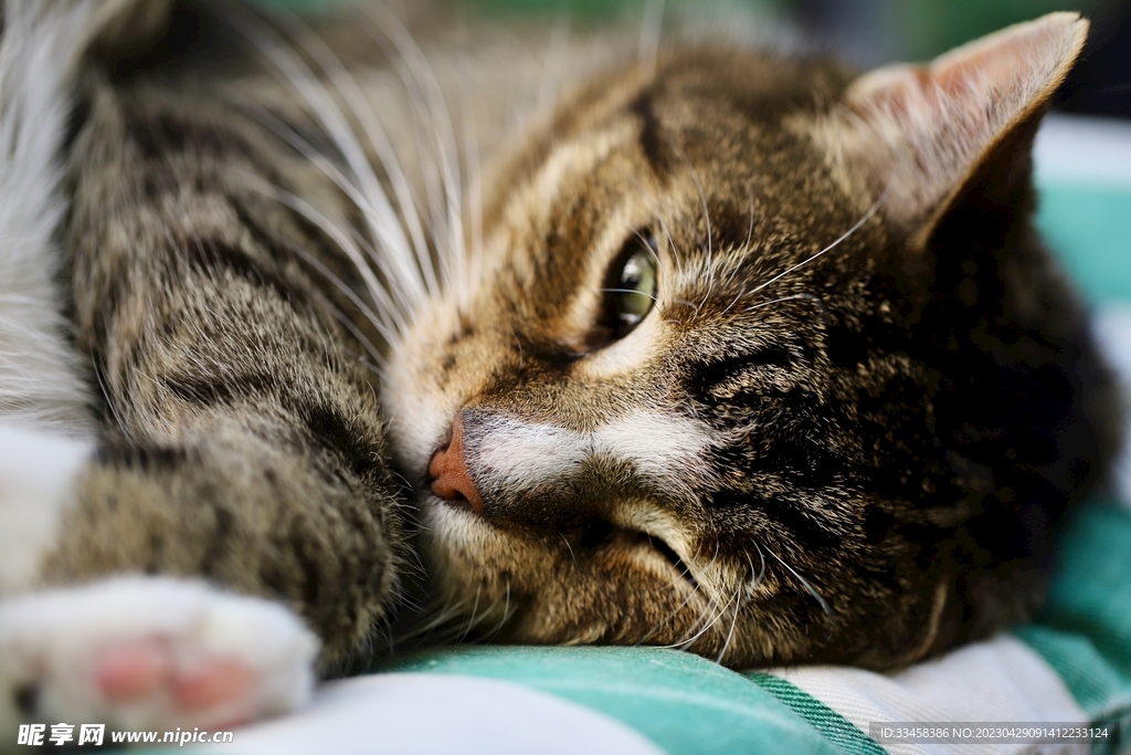 猫