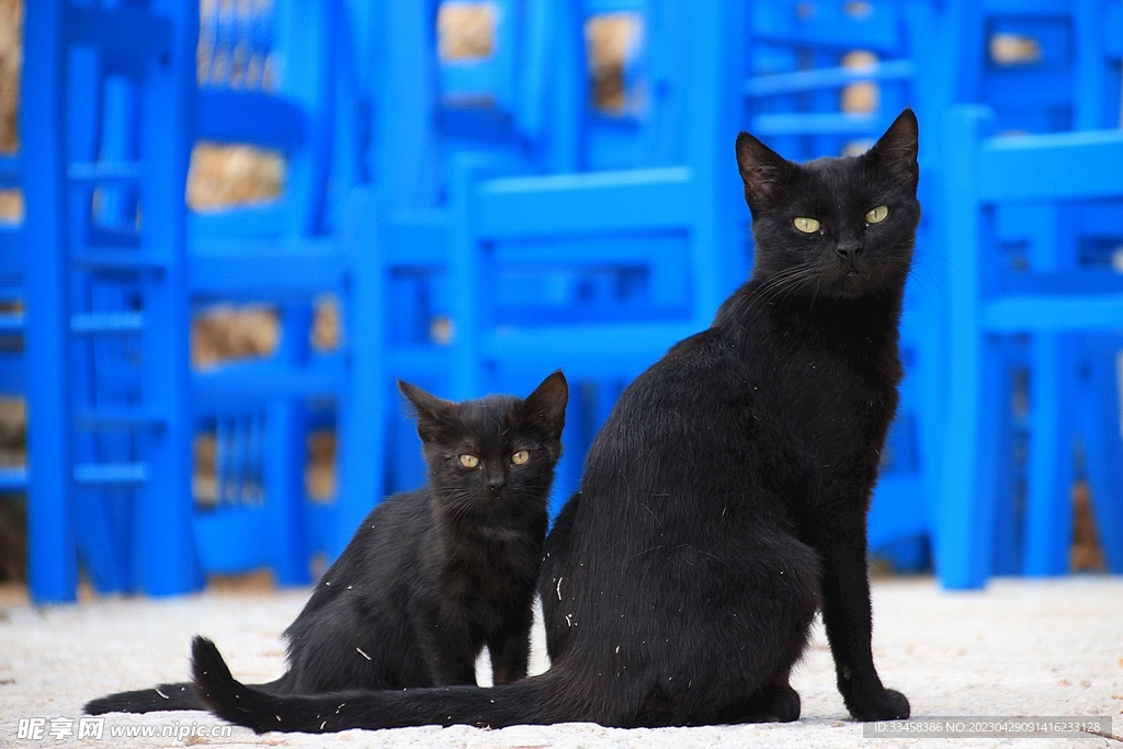 猫