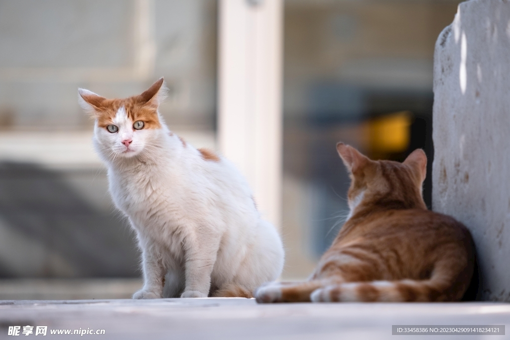 猫