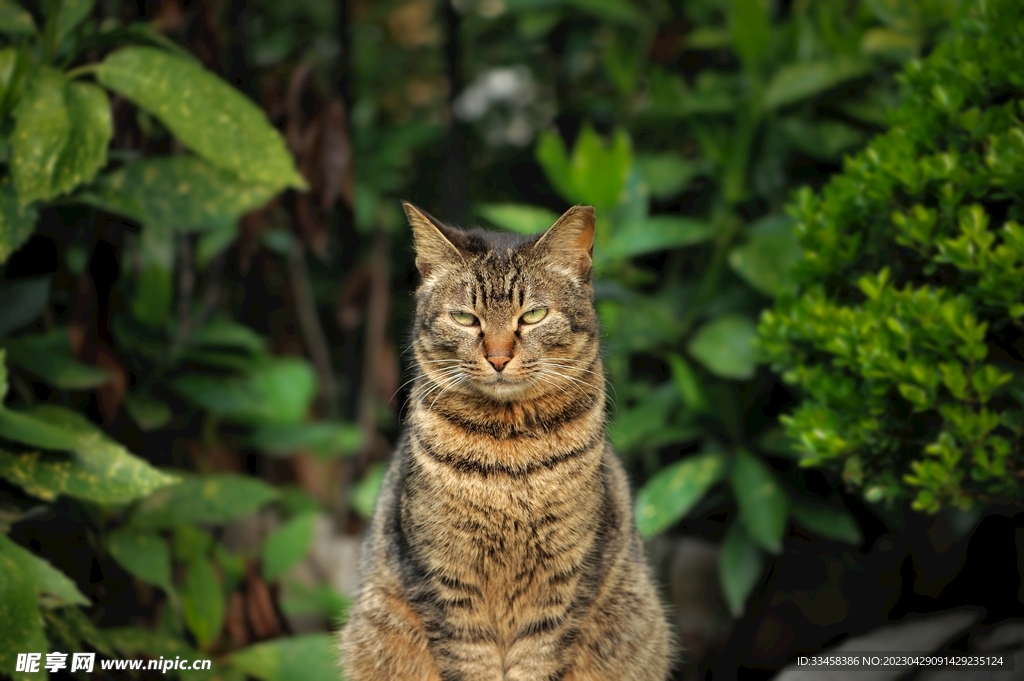 猫