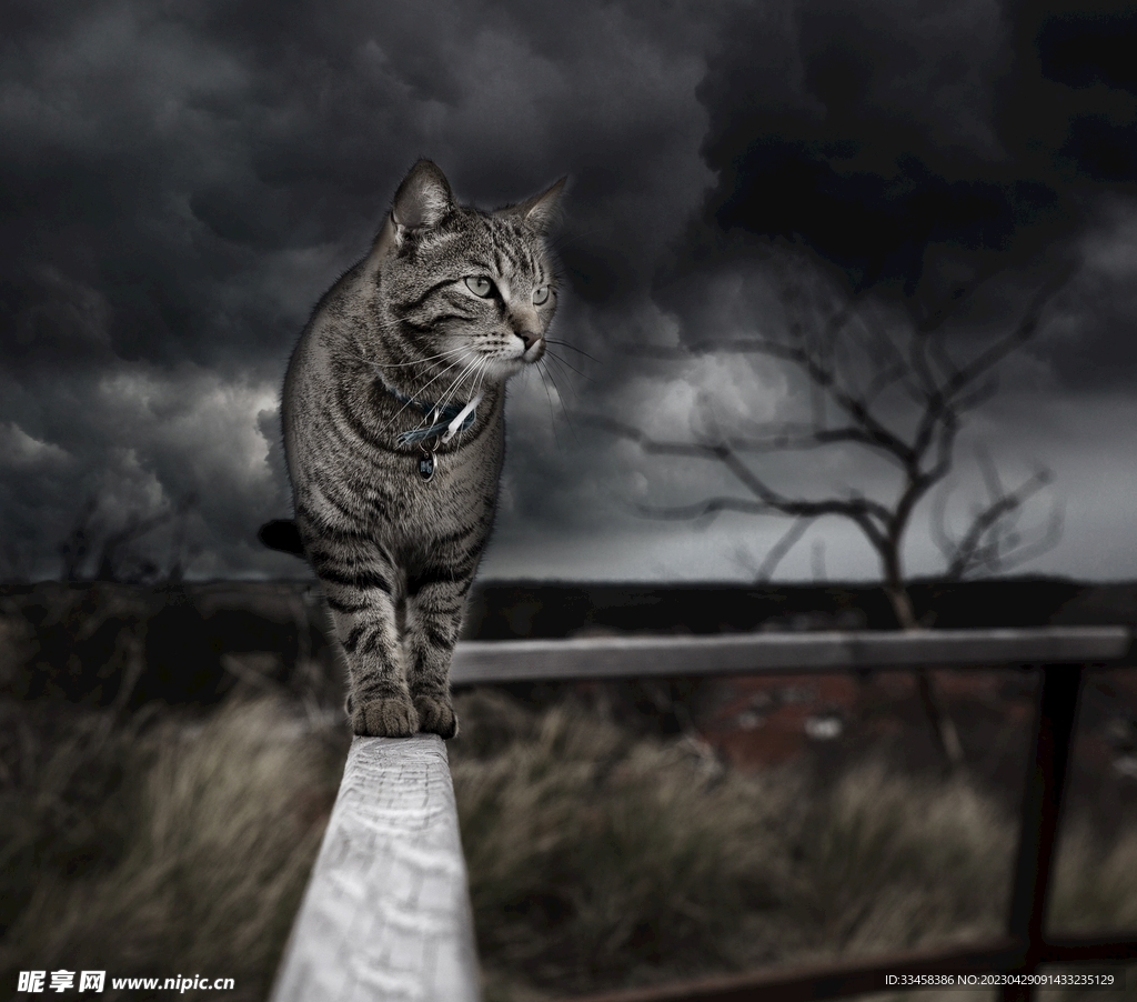 猫