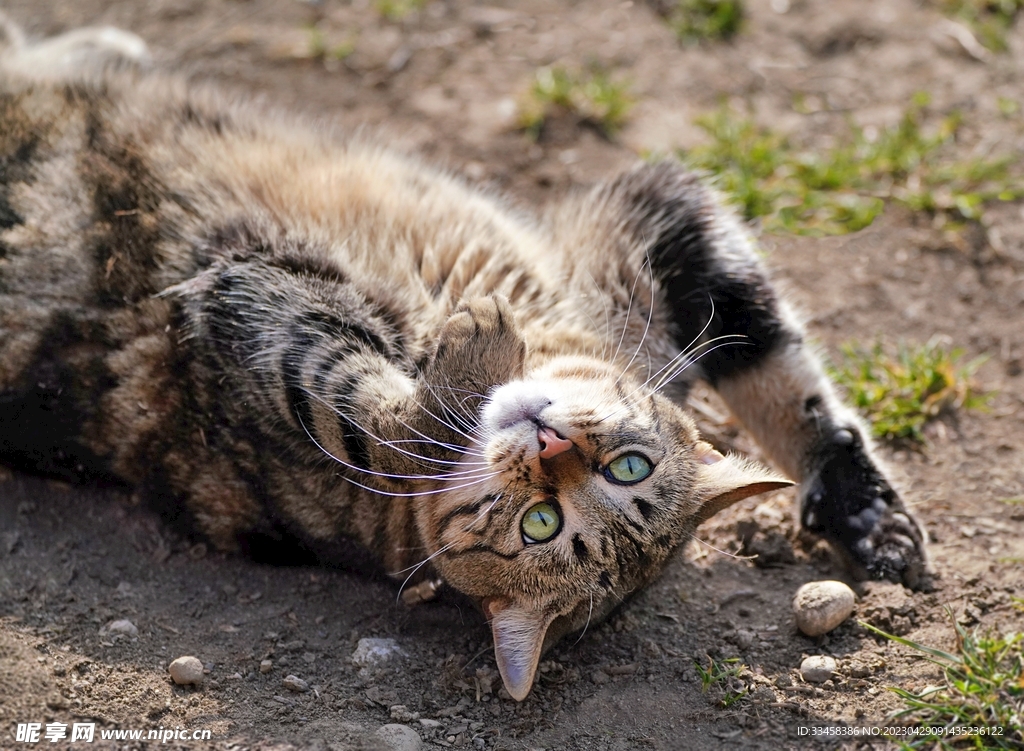 猫
