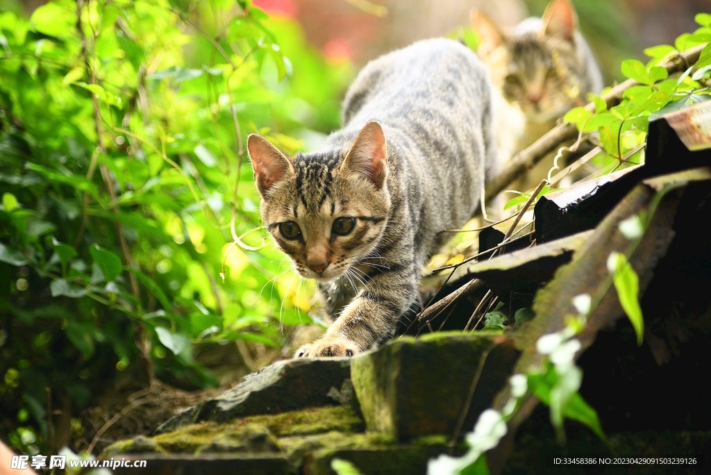 猫