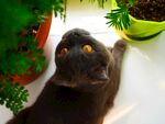 猫