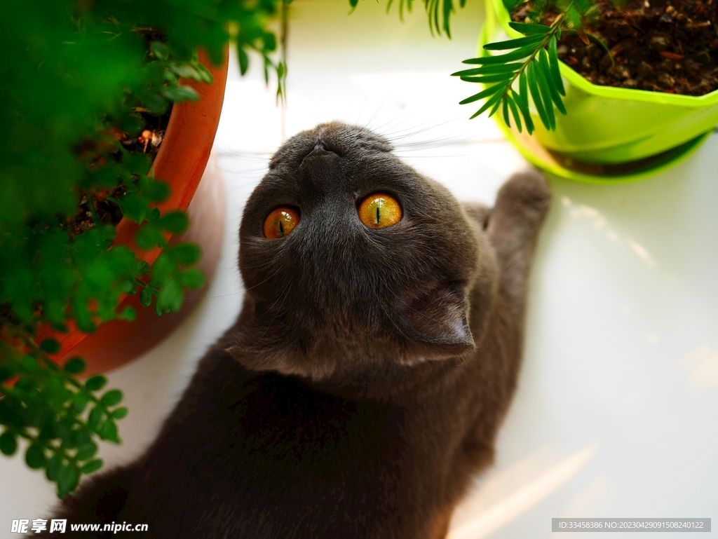 猫