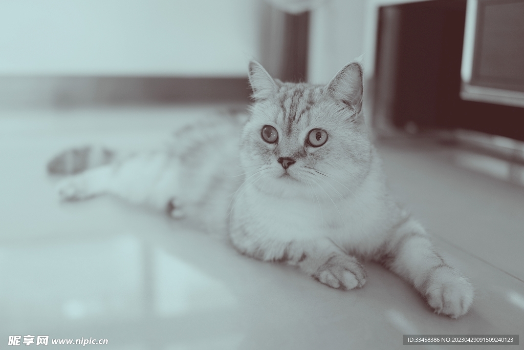 猫