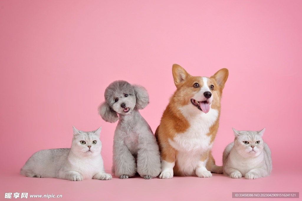 猫