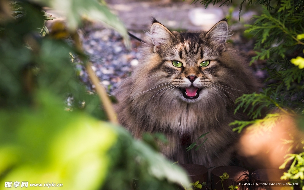 猫