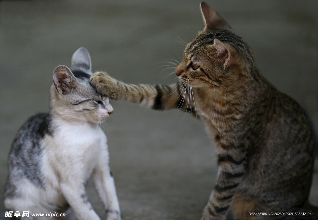 猫