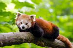 小熊猫