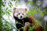 小熊猫