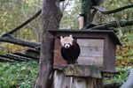 小熊猫