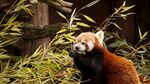 小熊猫