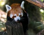 小熊猫