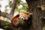 小熊猫