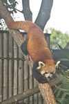 小熊猫