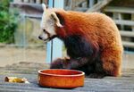 小熊猫