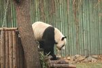 熊猫