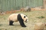 熊猫