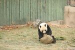 熊猫