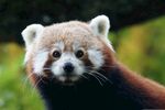 小熊猫