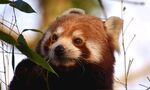 小熊猫