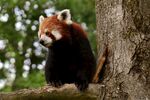 小熊猫