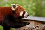 小熊猫