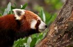 小熊猫