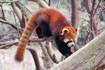 小熊猫