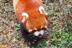 小熊猫