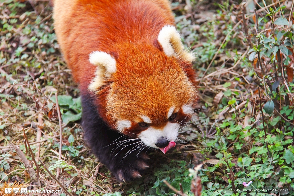 小熊猫