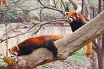 小熊猫