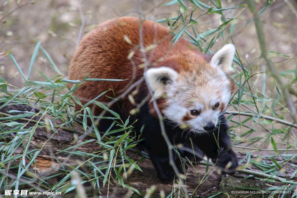 小熊猫