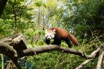 小熊猫