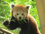 小熊猫