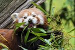 小熊猫