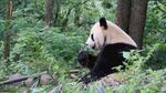 熊猫
