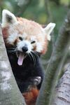 小熊猫