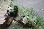 熊猫