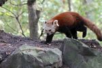 小熊猫
