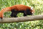 小熊猫