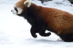 小熊猫