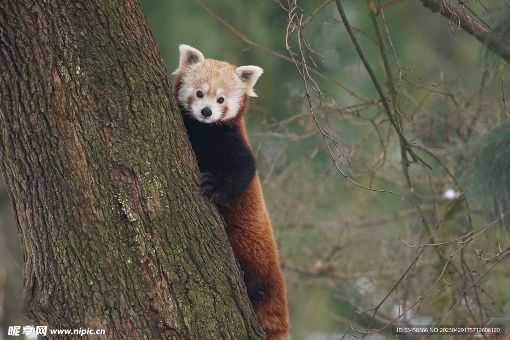 小熊猫