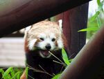小熊猫