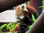小熊猫