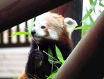小熊猫