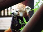 小熊猫