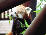 小熊猫