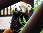 小熊猫